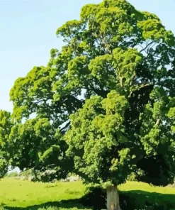 Oak Tree Diamond Painting