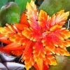 Orange Bromeliad Diamond Painting