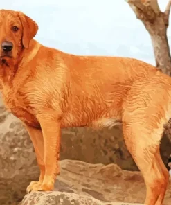 Red Fox Labrador Diamond Painting