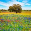 Texas Countryside Diamond Painting