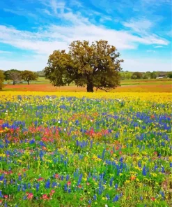 Texas Countryside Diamond Painting