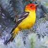 Western Tanager Bird Diamond Painting