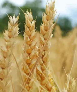 Wheat Field Diamond Painting