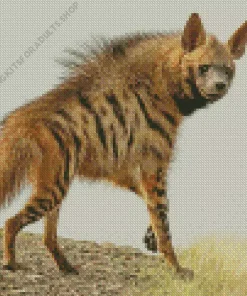 White Hyena Diamond Painting
