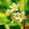 White Plumeria flowers Diamond Painting