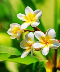 White Plumeria flowers Diamond Painting