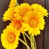 Yellow Gerbera Daisy Diamond Painting