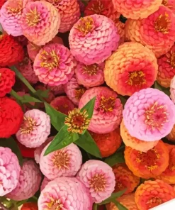 Zinnia Flowers Diamond Painting