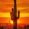 Cactus At Sunset Diamond Painting