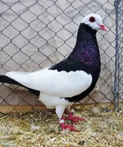 English Magpie Pigeon Diamond Painting