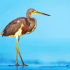 Tricolored Heron Diamond Painting