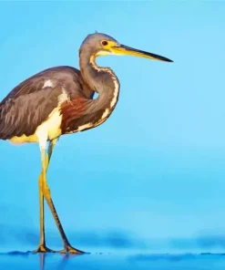 Tricolored Heron Diamond Painting