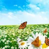 Butterflies In A Field Diamond Painting