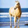 Horse Beach Diamond Painting