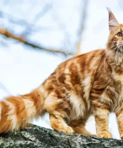 Maine Coon Cat Diamond Painting