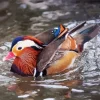 Mandarin Duck Diamond Painting