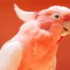 Pink Cockatoo Bird Diamond Painting
