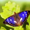 Purple Emperor Butterfly Diamond Painting