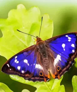 Purple Emperor Butterfly Diamond Painting