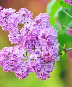 Purple Lilac Tree Diamond Painting