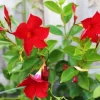 Red Mandevilla Flowers Diamond Painting