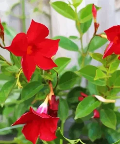 Red Mandevilla Flowers Diamond Painting